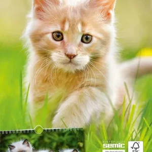Kattkalender 2023